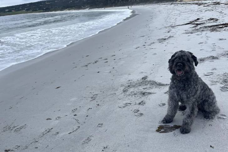 Un Bouvier des Flandres assis sur une surface sableuse 