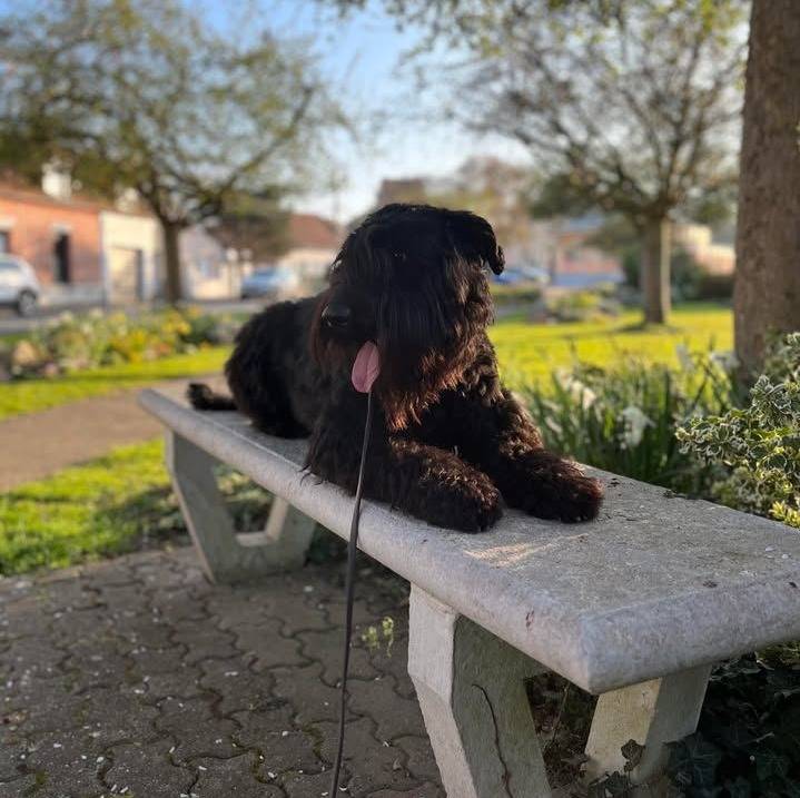 Un Bouvier des Flandres allongé sur un banc et qui est tenu en laisse 