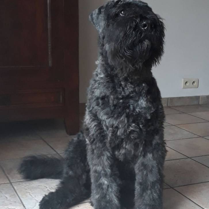 Un Bouvier des Flandres assis sur un sol carrelé et semblant détendu 
