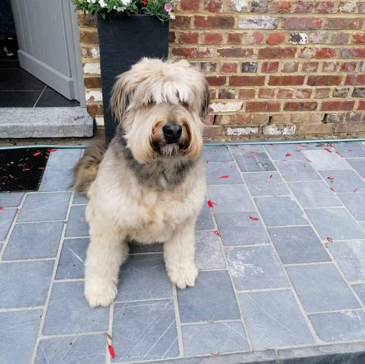 Un Bouvier des Flandres assis sur un sol pavé et semblant détendu 