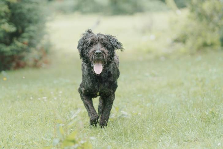 Un Bouvier des Flandres sur une surface gazonnée et ayant la langue pendante 