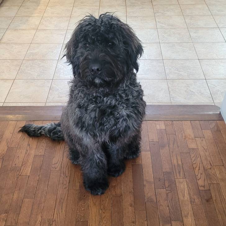 Un Bouvier des Flandres assis sur un plancher et regardant vers la caméra 