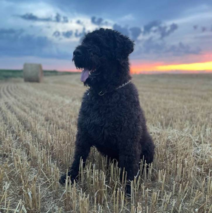 Un Bouvier des Flandres assis sur une surface herbacée et portant un collier autour du cou