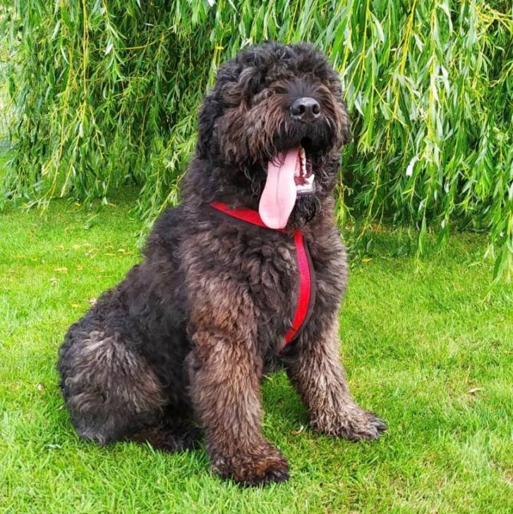 Un Bouvier des Flandres ayant la langue pendante et portant un harnais 