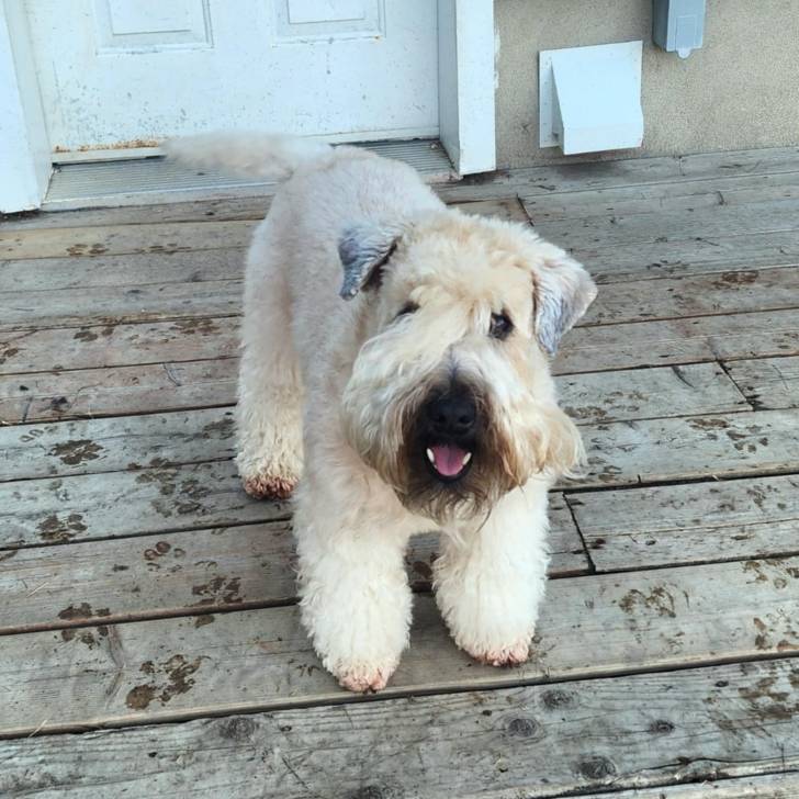 Un Bouvier des Flandres sur un plancher et regardant vers la caméra 