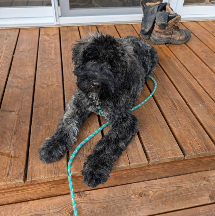 Un Bouvier des Flandres allongé sur un plancher et qui est tenu en laisse 