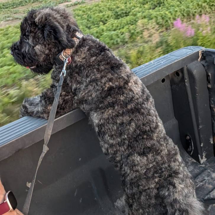 Un Bouvier des Flandres dans la benne d'un pick-up et qui est tenu en laisse