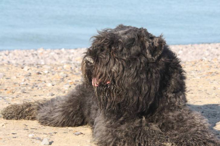 Un Bouvier des Flandres allongé sur une surface sableuse et semblant détendu