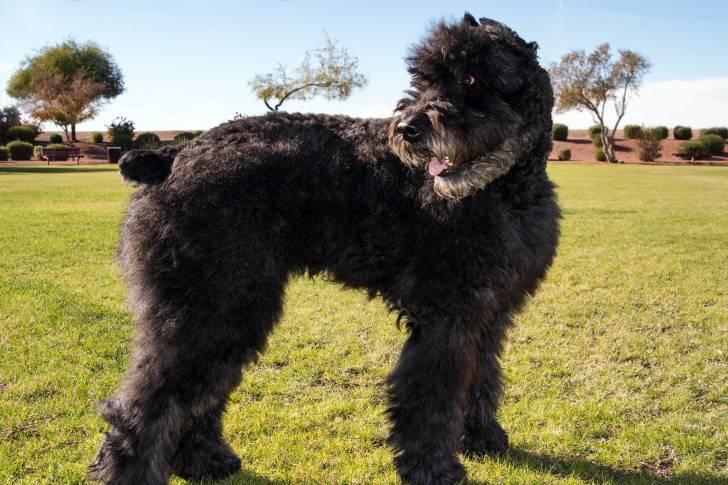 Un Bouvier des Flandres sur une surface gazonnée et semblant détendu