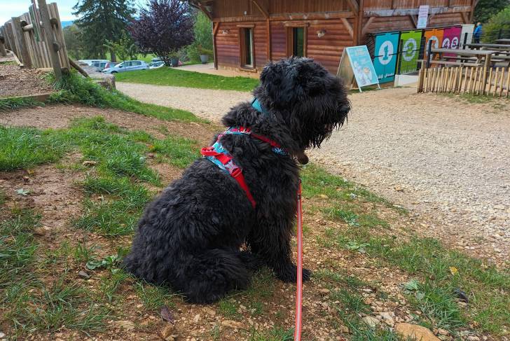 Un Bouvier des Flandres assis sur un terrain herbeux et qui est tenu en laisse