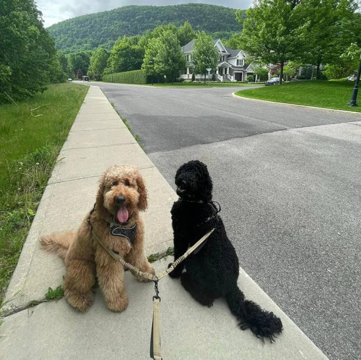 Deux Bouvier des Flandres assis sur un trottoir et qui sont tous deux tenus en laisse