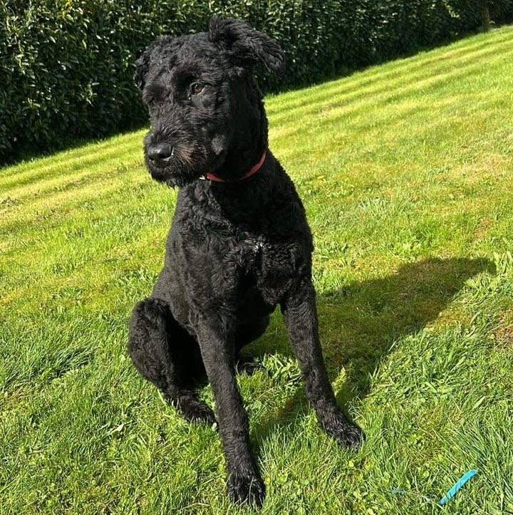 Un Bouvier des Flandres assis sur une surface gazonnée et portant un collier autour du cou