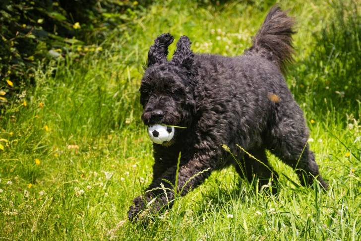 Un Bouvier des Flandres courant sur un terrain herbeux et ayant une balle dans sa gueule 