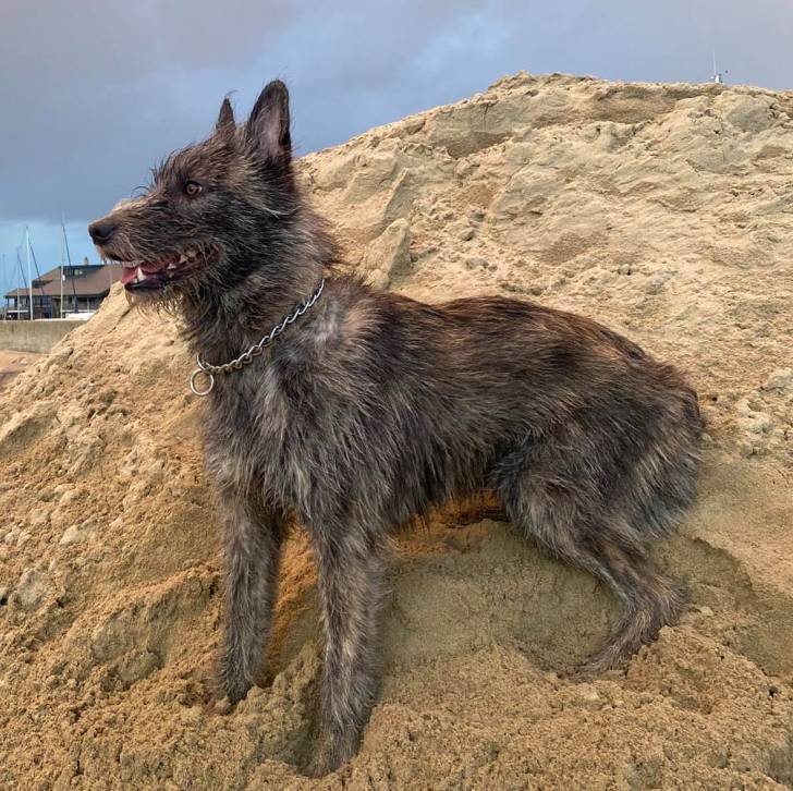Un Bouvier des Flandres sur une surface sableuse et portant un collier autour du cou