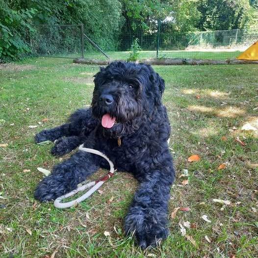 Un Bouvier des Flandres tirant la langue et qui est tenu en laisse