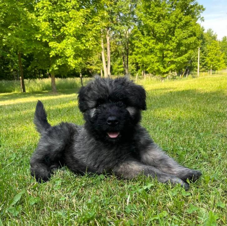 Un chiot Bouvier des Flandres sur une surface gazonnée et tirant la langue 