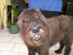ayrton - Bouvier des Flandres Mâle (12 ans)