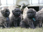 Horus,Helsy et Hermes - Bouvier des Flandres (1 mois)