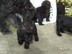bouvier des flandres - Bouvier des Flandres