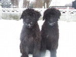 Bouvier des Flandres Brume et Bella - Bouvier des Flandres