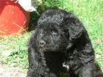 bouvier des flandres - Bouvier des Flandres