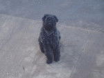 bouvier des flandres lola - Bouvier des Flandres