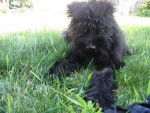 Shelby - Bouvier des Flandres - Bouvier des Flandres