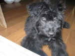 Shelby - Bouvier des Flandres - Bouvier des Flandres