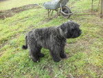 jules du clos de la luette - Bouvier des Flandres