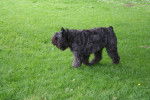 Photo Bouvier des Flandres