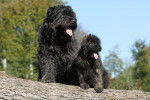 Photo Bouvier des Flandres