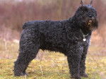 Photo Bouvier des Flandres