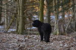 Photo Bouvier des Flandres