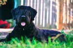 Photo Bouvier des Flandres