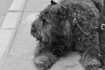 Photo Bouvier des Flandres