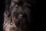 Photo Bouvier des Flandres