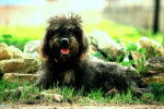 Photo Bouvier des Flandres