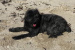 Un Bouvier des Flandres sur une surface sableuse et tirant la langue 