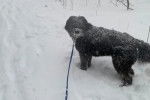 Un Bouvier des Flandres sur une surface enneigée et qui est tenu en laisse 