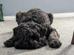 Un Bouvier des Flandres allongé sur une moquette 