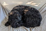 Un Bouvier des Flandres allongé et semblant dormir  