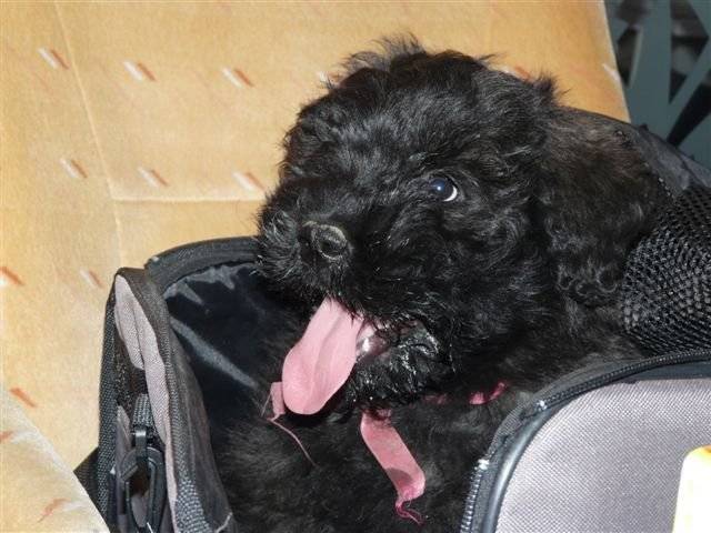 Helsy - Bouvier des Flandres Femelle (3 mois)