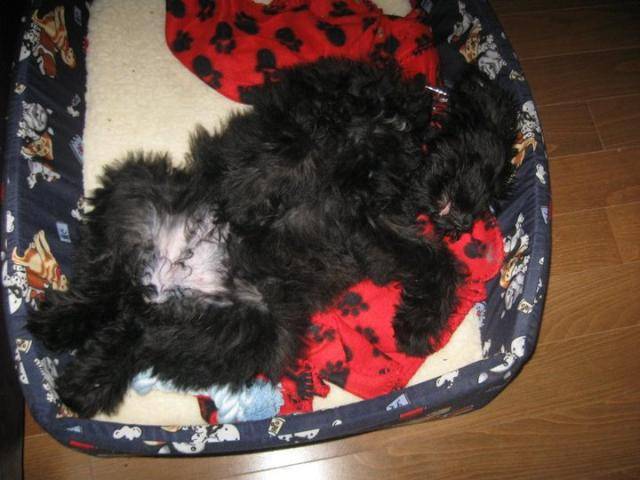 Shelby - Bouvier des Flandres - Bouvier des Flandres