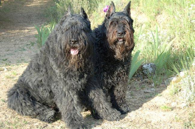 Oslo et Prisca des Argeiras - Bouvier des Flandres