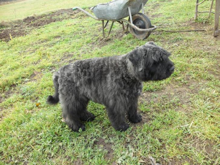 jules du clos de la luette - Bouvier des Flandres