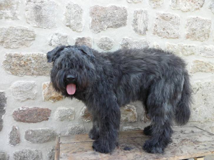 jules du clos de la luette - Bouvier des Flandres