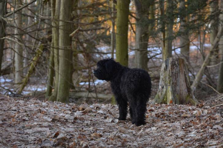 Photo Bouvier des Flandres