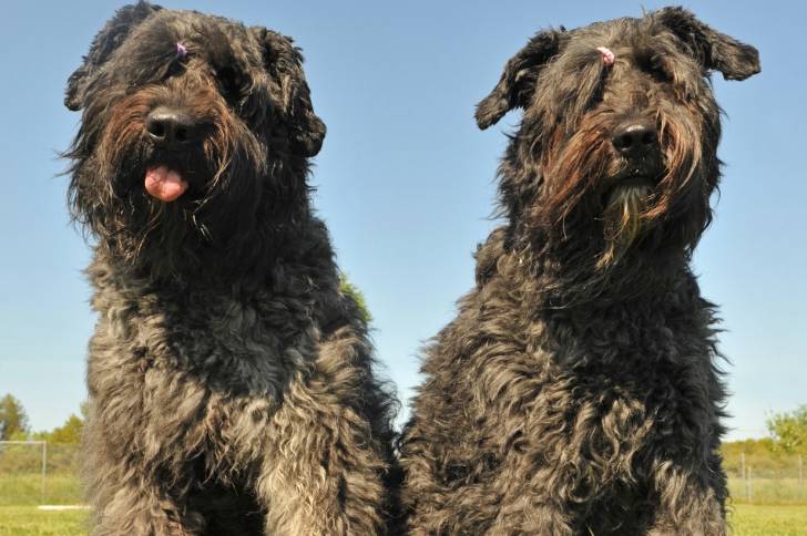 Photo Bouvier des Flandres