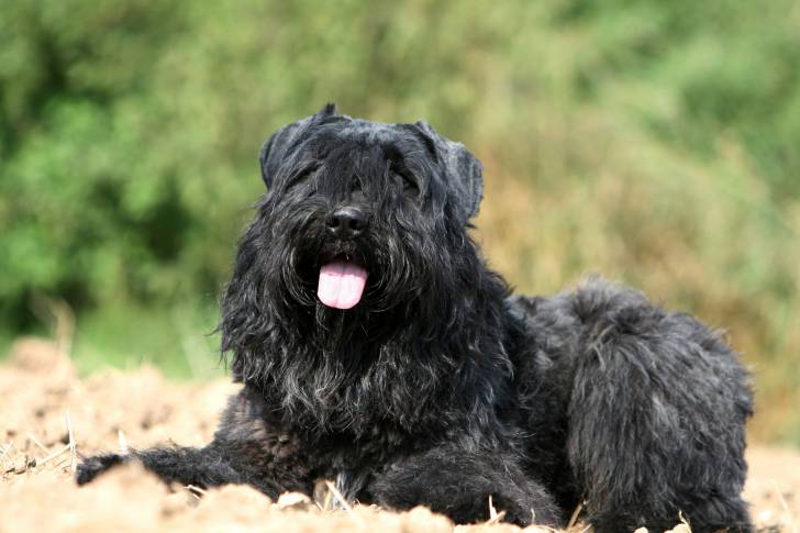 Un beau Bouvier des Flandres allongé dans l'herbe