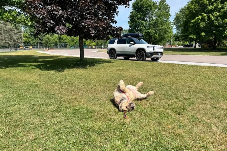Un Bouvier des Flandres allongé sur une surface gazonnée et portant un collier autour du cou
